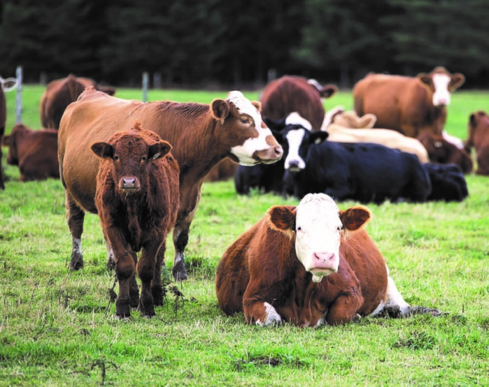 Le Maroc devait importer 200.000 têtes avant la fin de l’année 2023. Le Maroc devait importer 200.000 têtes avant la fin de l’année 2023.