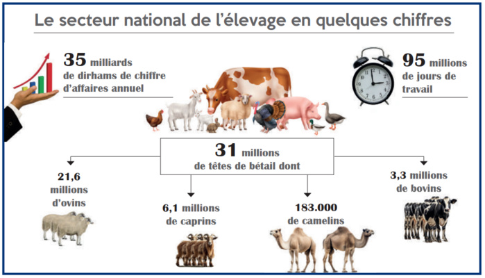 Filière des viandes rouges : Qu’est-ce qui retarde l’importation des bovins ? Filière des viandes rouges : Qu’est-ce qui retarde l’importation des bovins ?