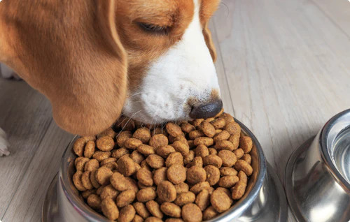 Petfood : Le Maroc ouvre son marché aux importations en provenance du Brésil Petfood : Le Maroc ouvre son marché aux importations en provenance du Brésil