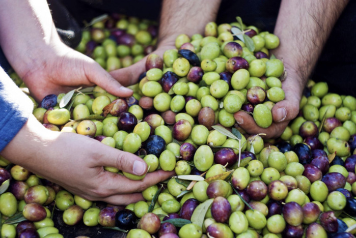 Doukkala : L'oléiculture se porte bien malgré les aléas climatiques