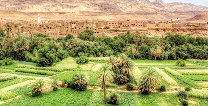 Souss-Massa : Perspectives prometteuses de la saison agricole Souss-Massa : Perspectives prometteuses de la saison agricole