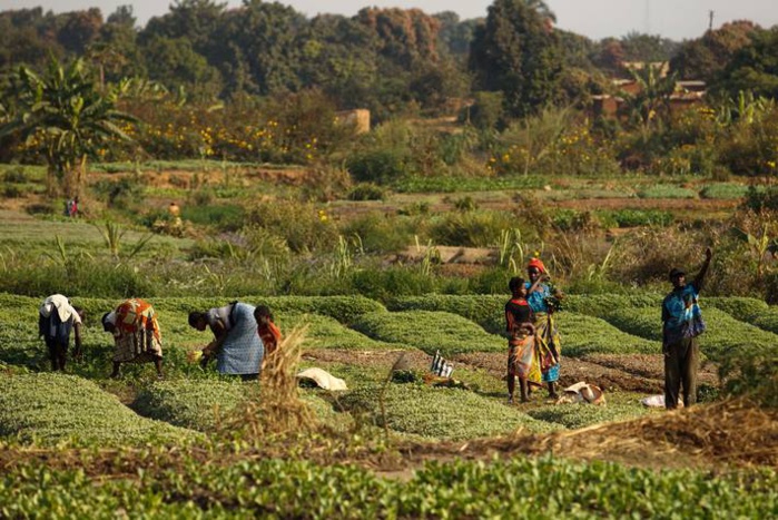 Accès aux produits agroécologiques : CICODEV lance son programme « Feed Good »