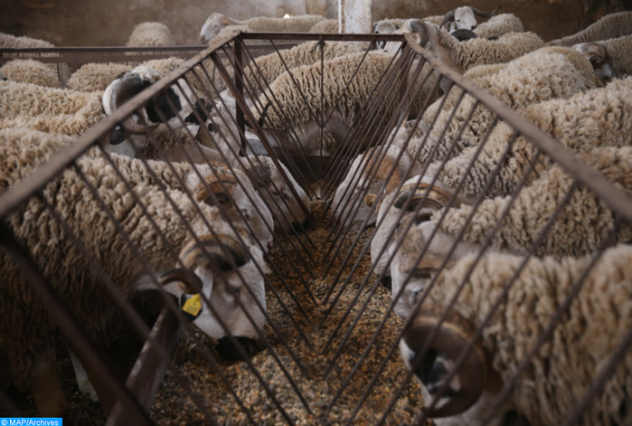 Le Maroc veut décupler ses importations d'ovins roumains en 2024