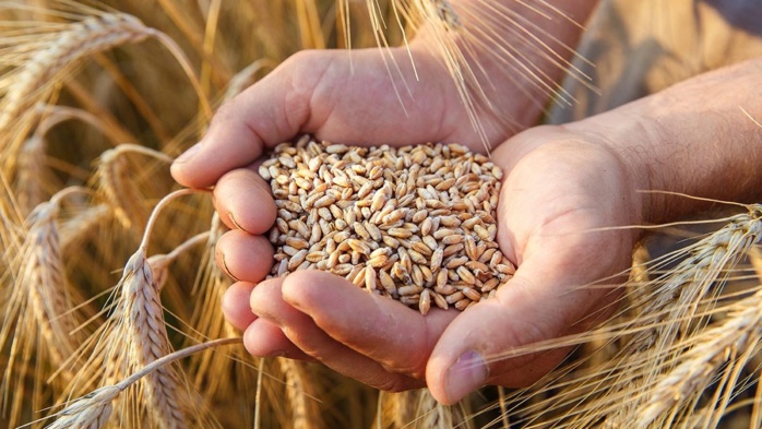 Importation de Blé Tendre : 2,5 MT supplémentaires et reconduction du Système de Restitution 