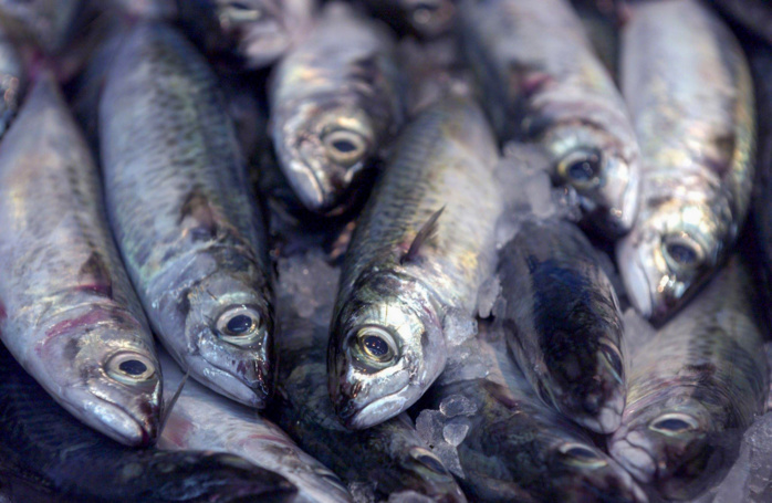 Sardine : Le rôle social d’un pilier de la sécurité alimentaire [INTÉGRAL]