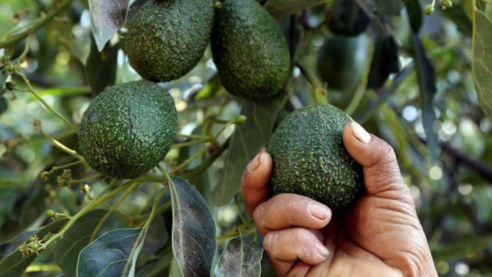 Avocat: Vers un niveau d’importation record