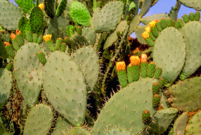 Réhabilitation du cactus : Soigner le mal par le mal en sacrifiant les anciennes variétés Réhabilitation du cactus : Soigner le mal par le mal en sacrifiant les anciennes variétés