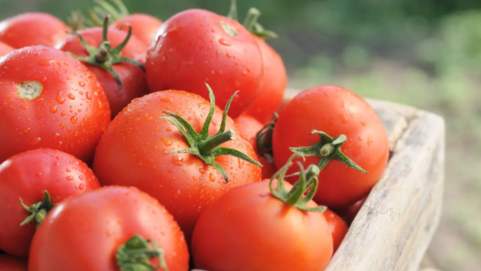 Agriculture : La filière tomate, une exportation très accrue sur le marché espagnol