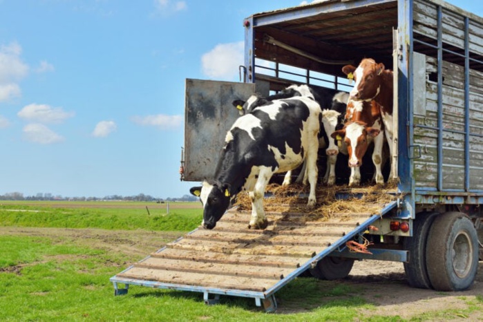 Allemagne : Un tribunal administratif suspend l'interdiction des bovins au Maroc 