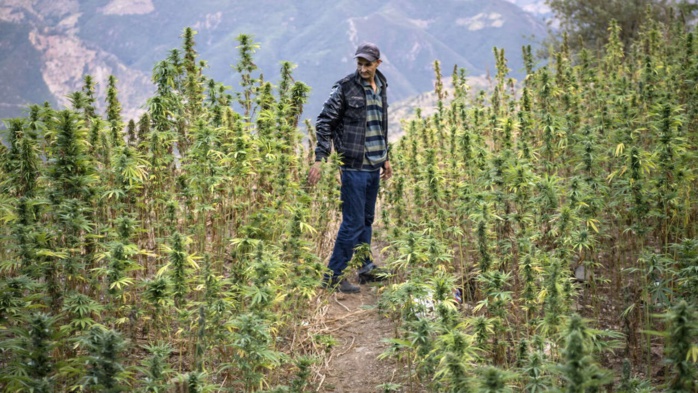 Culture du Cannabis : 1.063 demandes traitées, 609 autorisations délivrées à fin novembre dernier