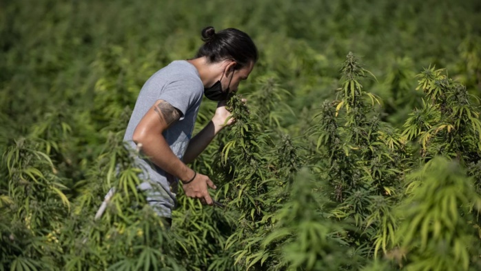 Cannabis médical : L’octroi des autorisations prend son rythme Cannabis médical : L’octroi des autorisations prend son rythme