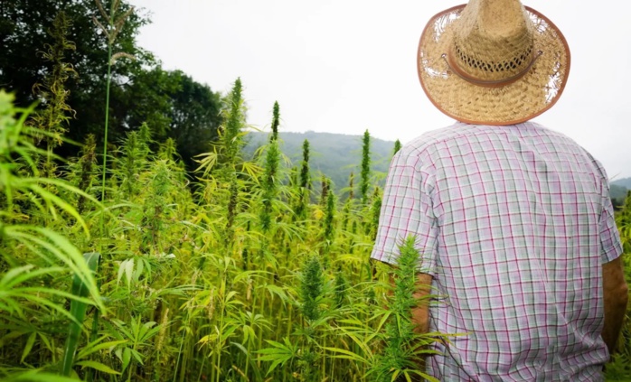 Cannabis médical : L’octroi des autorisations prend son rythme