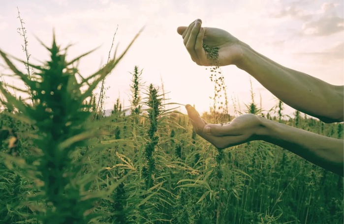 Cannabis médical : L’octroi des autorisations prend son rythme Cannabis médical : L’octroi des autorisations prend son rythme