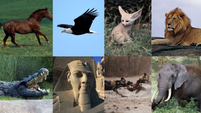 Spécial CAN 2023 :  24 équipes nationales et 24 surnoms ! Spécial CAN 2023 :  24 équipes nationales et 24 surnoms !