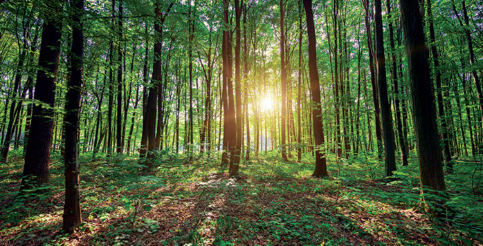 Forêts: Vers une approche de gestion durable et inclusive