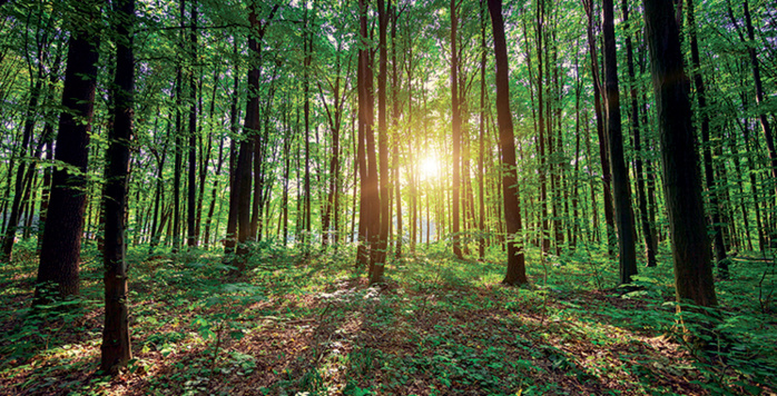 Forêts: Vers une approche de gestion durable et inclusive Forêts: Vers une approche de gestion durable et inclusive