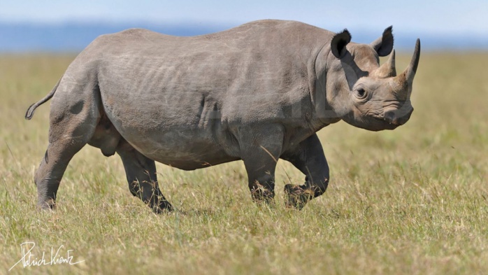Le réchauffement climatique menace l'avenir des rhinocéros en Afrique australe Le réchauffement climatique menace l'avenir des rhinocéros en Afrique australe