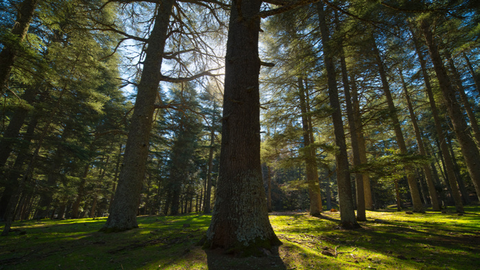 Stratégie forestière : Le Royaume sort les grands moyens pour sauver ses forêts