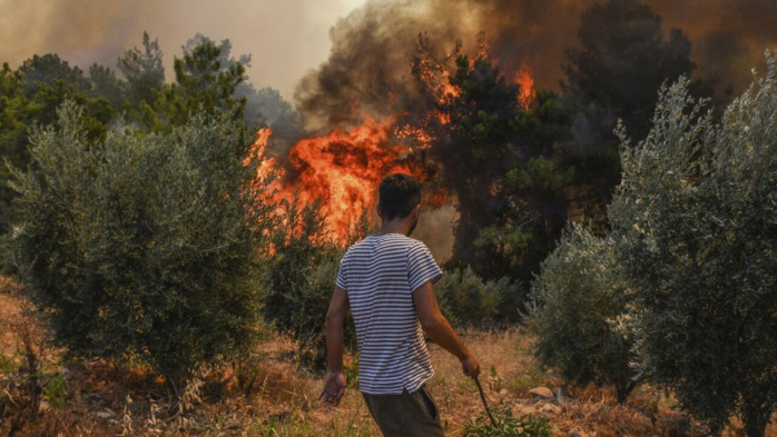 Stratégie forestière : Le Royaume sort les grands moyens pour sauver ses forêts Stratégie forestière : Le Royaume sort les grands moyens pour sauver ses forêts