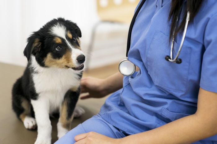 Médecine vétérinaire : Signature d'une convention-cadre pour la formation des médecins