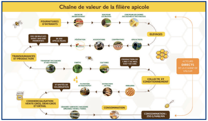 Apiculture : À la veille du Ramadan, les ruches s’effondrent [INTÉGRAL]