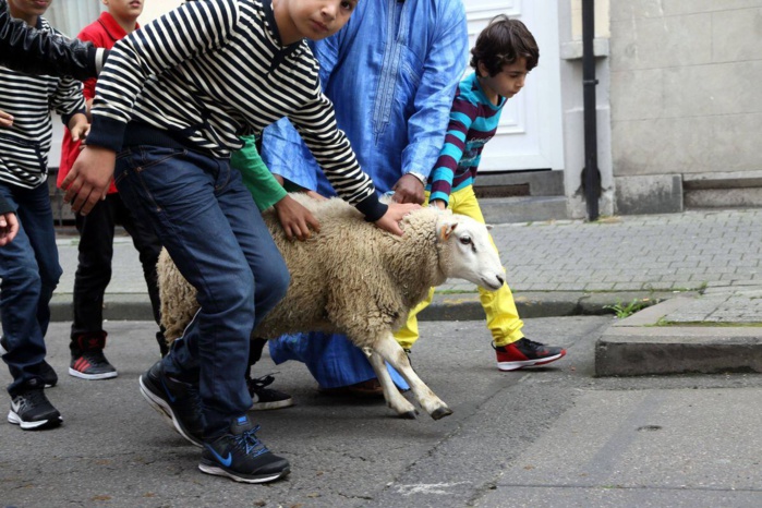 Abattage rituel : La CEDH soutient l’imposition de l’étourdissement préalable Abattage rituel : La CEDH soutient l’imposition de l’étourdissement préalable