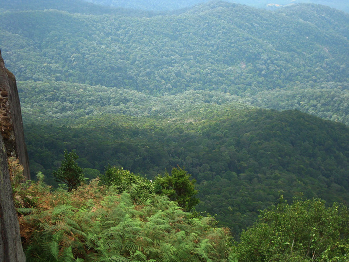 Tanger: Plus de 34 MDH alloués à l’entretien des forêts urbaines Tanger: Plus de 34 MDH alloués à l’entretien des forêts urbaines