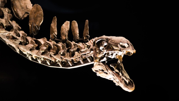 Une nouvelle espèce de dinosaure découverte au Maroc Une nouvelle espèce de dinosaure découverte au Maroc