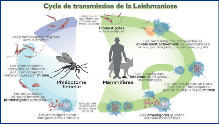 L’info...Graphie