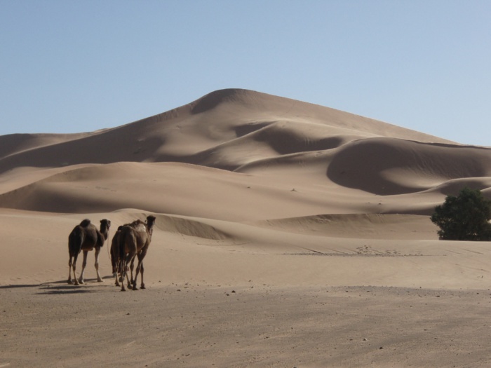 Désert marocain : Révélations sur la dune en étoile Lala Lallia