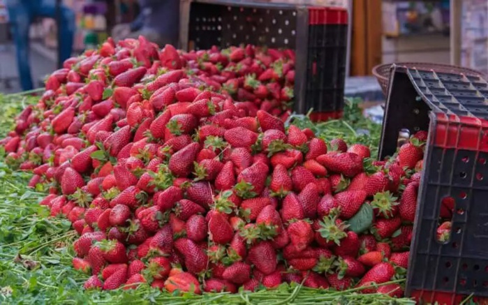 Fraises marocaines: Aucune contamination n'est détectée selon l’ONSSA Fraises marocaines: Aucune contamination n'est détectée selon l’ONSSA