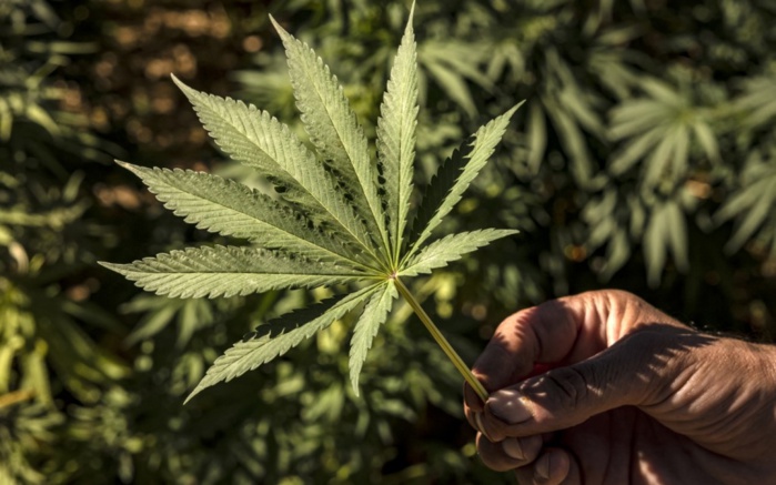 Vers une nouvelle stratègie de développement du cannabis licite. Vers une nouvelle stratègie de développement du cannabis licite.