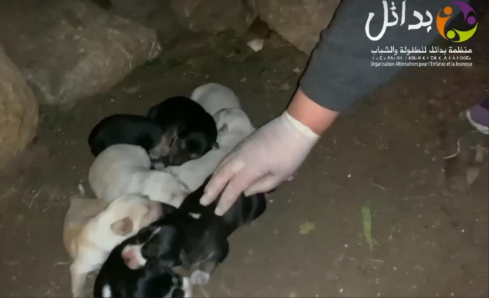 Photo: droits réservés. Photo: droits réservés.