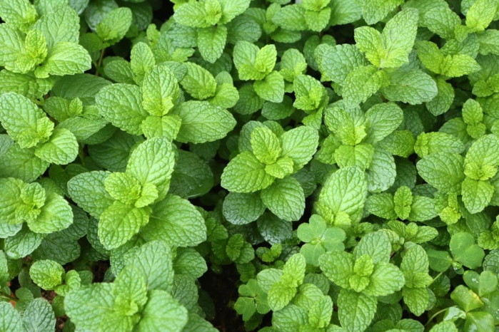 Culture et consommation ramadanesques : Comment la menthe est devenue l’une des plantes les plus populaires au Maroc ?
