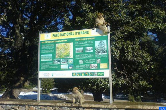 Ifrane : Lancement des travaux de valorisation du Parc National 