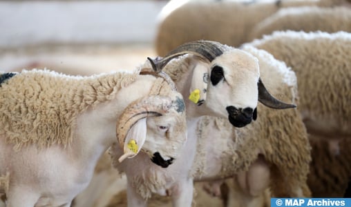 Engagements d'importation d'ovins : l'enregistrement des demandes ouvert jusqu'au 5 avril Engagements d'importation d'ovins : l'enregistrement des demandes ouvert jusqu'au 5 avril