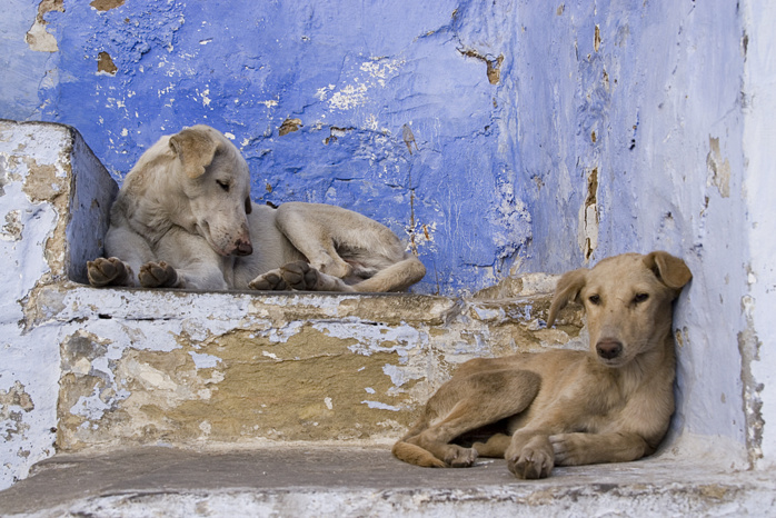 2500 chiens errants sont capturés annuellement à Casablanca. 2500 chiens errants sont capturés annuellement à Casablanca.