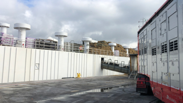 Une deuxième cargaison de bovins irlandais débarque à Casablanca Une deuxième cargaison de bovins irlandais débarque à Casablanca