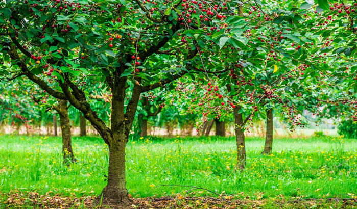 Sefrou: 100 cerisiers plantés à l'occasion du centenaire du Festival des cerises Sefrou: 100 cerisiers plantés à l'occasion du centenaire du Festival des cerises
