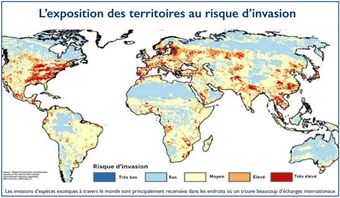 Espèces invasives : Faut-il se préparer à l’invasion de la dangereuse fourmi de feu ? [INTÉGRAL]