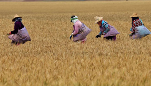 Canicule après les pluies printanières : Les espoirs des agriculteurs en péril ? [INTÉGRAL]
