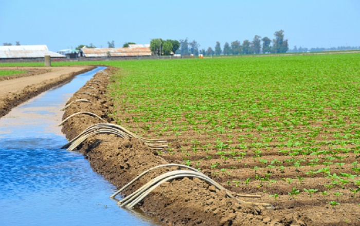 Sécurité alimentaire: Le Maroc parie fort sur les cultures de printemps