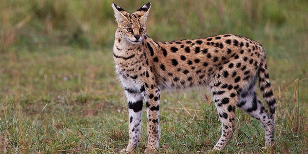 Tanger : Le serval, une espèce menacée d'extinction