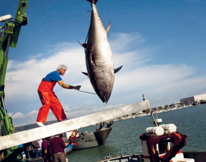 Le Maroc fait partie des pays concernÈs par líenjeu de prÈservation des stocks de thon.