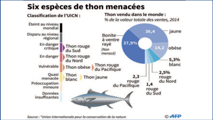 Journée mondiale du thon : Un pivot de l'industrie halieutique, en voie de disparition !  [INTÉGRAL]