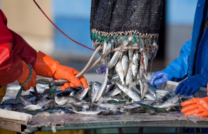 FENIP : Cap sur la durabilité de l’Industrie halieutique [INTÉGRAL]