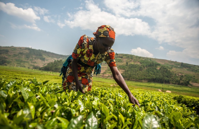 Agriculture africaine : Façonner autrement le secteur pour assurer sa résilience