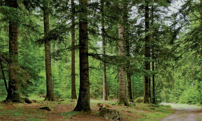 ANEF : Diminution significative de la superficie forestière par le feu en 2023 ANEF : Diminution significative de la superficie forestière par le feu en 2023