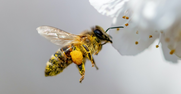 Journée mondiale des abeilles : Après sept années de sécheresse, l’apiculture agonise ! [INTÉGRAL]