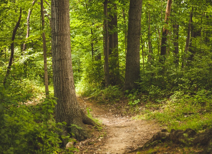 Maroc : 84 M€ de la BAD pour le développement des zones forestières Maroc : 84 M€ de la BAD pour le développement des zones forestières